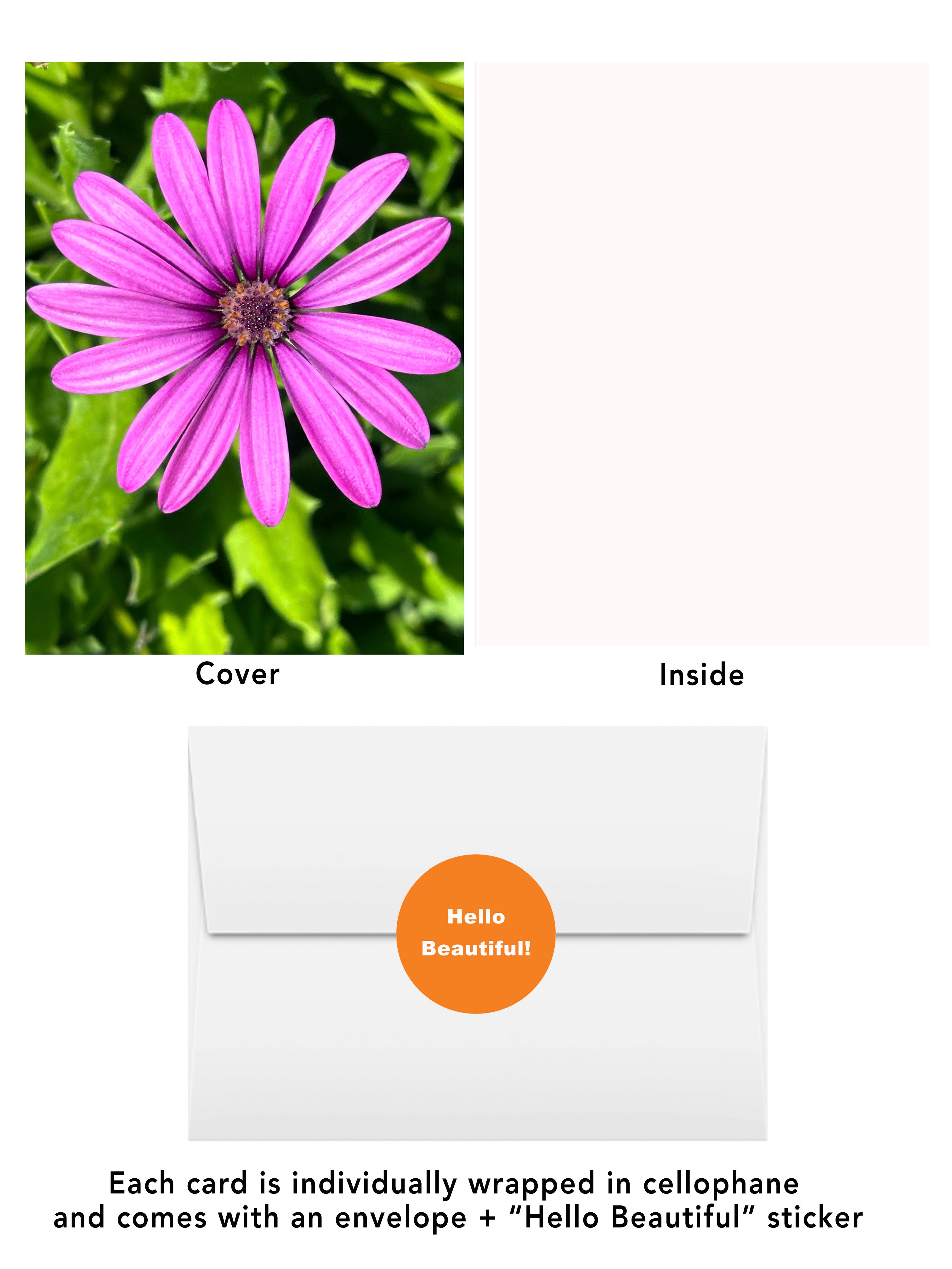 Vibrant violet daisy on green background from the San Diego Blooms #6 greeting card by BARDZ. Visual of card front, inside, envelope, and hello beautiful envelope stickert