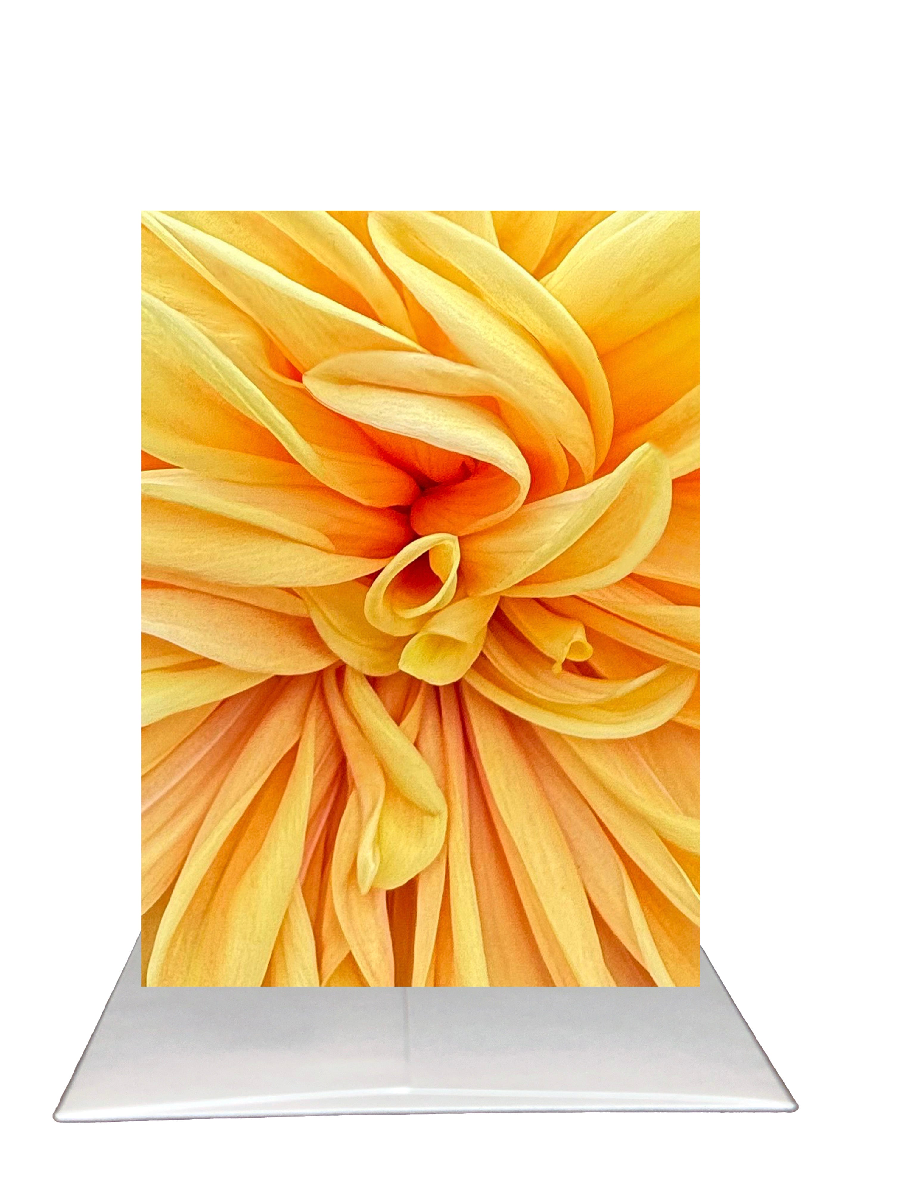 New Release - Bardz "Brilliant Blank Inside" Box - Get all 7 cards in this collection - 20% per card discount applied to price