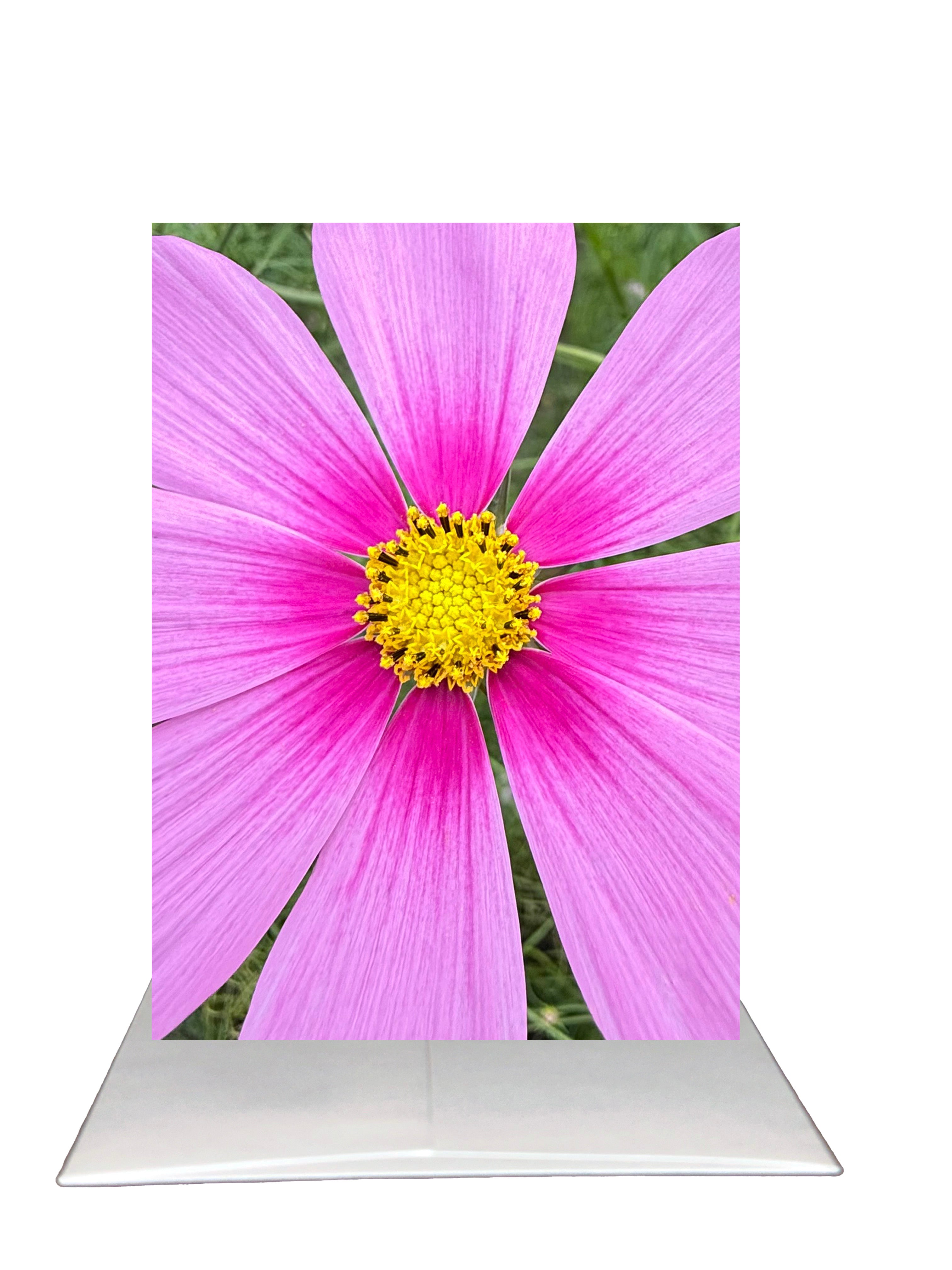 New Release - Bardz "Brilliant Blank Inside" Box - Get all 7 cards in this collection - 20% per card discount applied to price