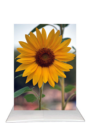 Bardz "6 Pack" Box - Get 6 assorted cards - 15% per card discount applied to price