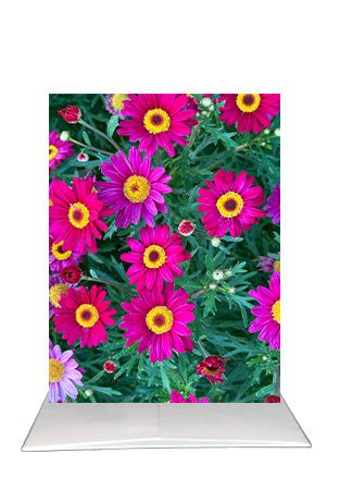 Pink Marguerite Daisy Greeting Card | Blank Inside Floral Card | San Diego Photography
