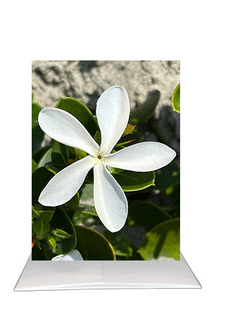 Natal Plum Blossom Greeting Card | Blank Inside Floral Card | San Diego Photography