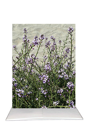 Purple Sea Rocket Greeting Card | San Diego Photography | Blank Inside Coastal Floral Card |