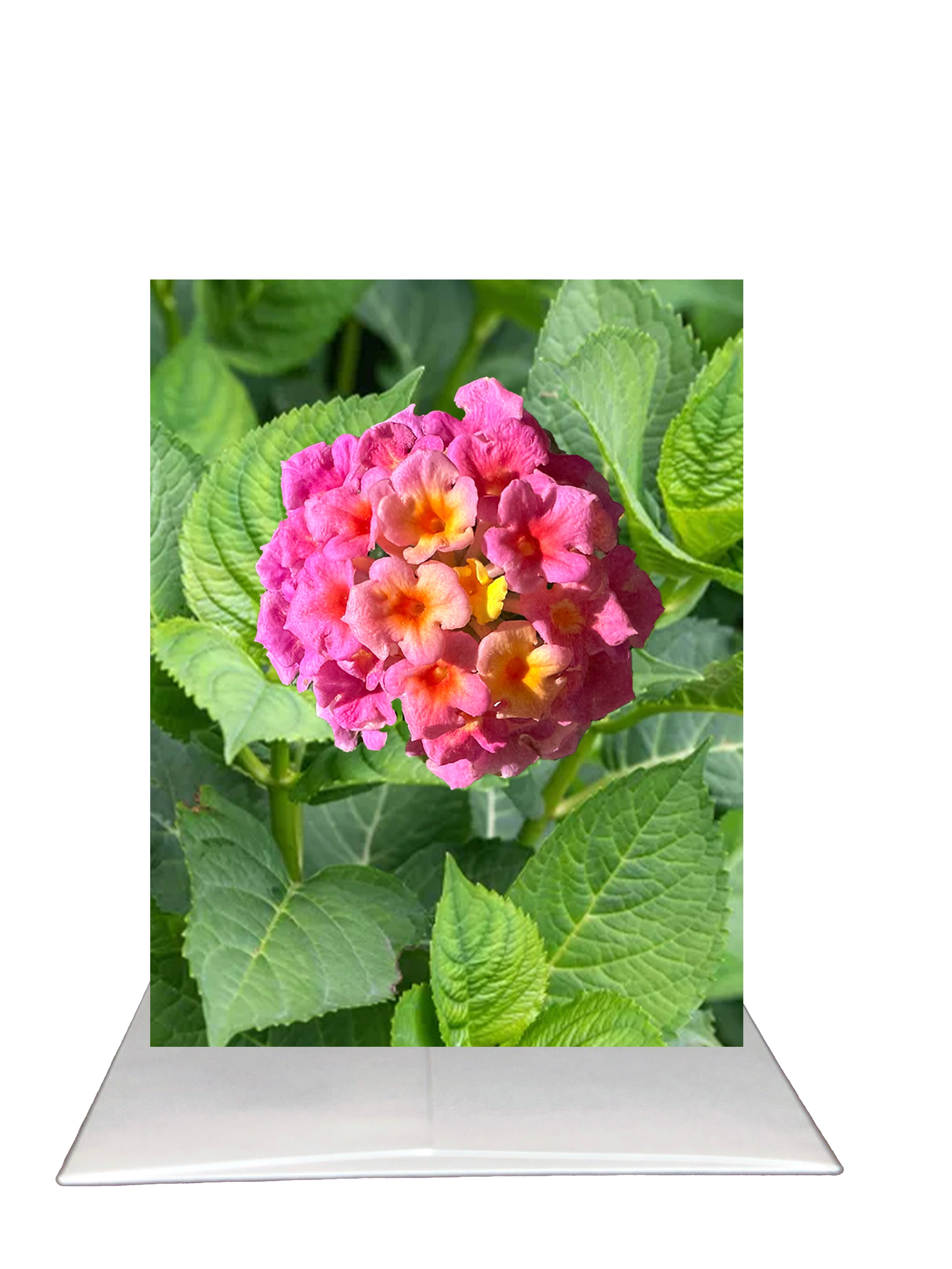 Bardz "Thank You" Box - Get all 6 in this Collection - 15% per card discount applied to price
