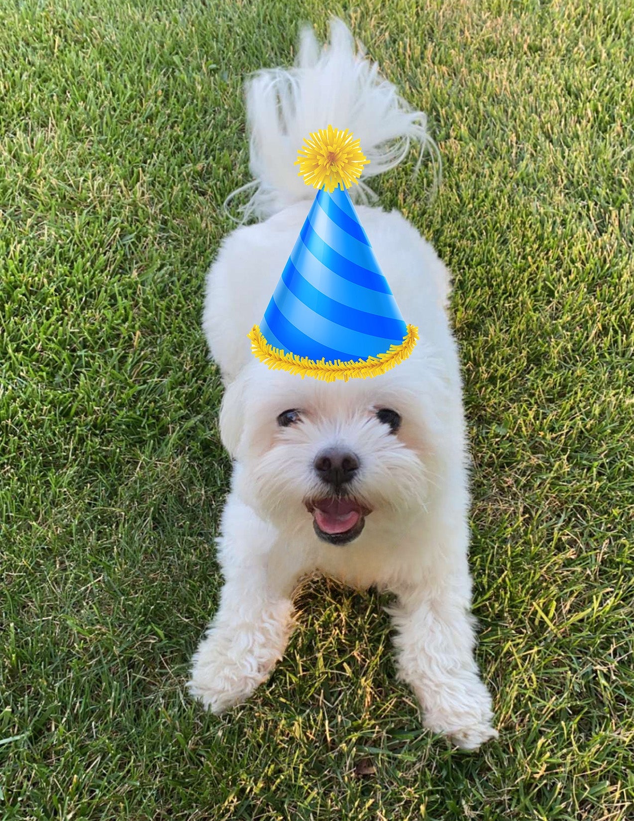 Birthday Greeting Cards