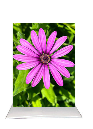 Purple African Daisy Greeting Card | Blank Inside Floral Card | San Diego Photography