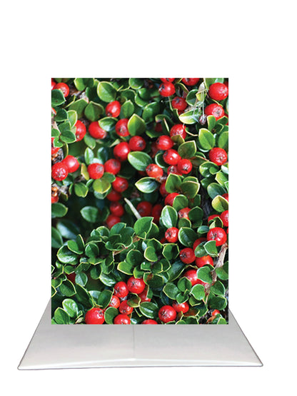 Cotoneaster Berry Greeting Card | Blank Inside | Cambridge England Photography