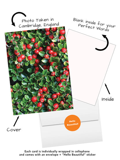 Elegant Blossoms of the World | 24 Floral Greeting Cards from Around the World | Free Shipping