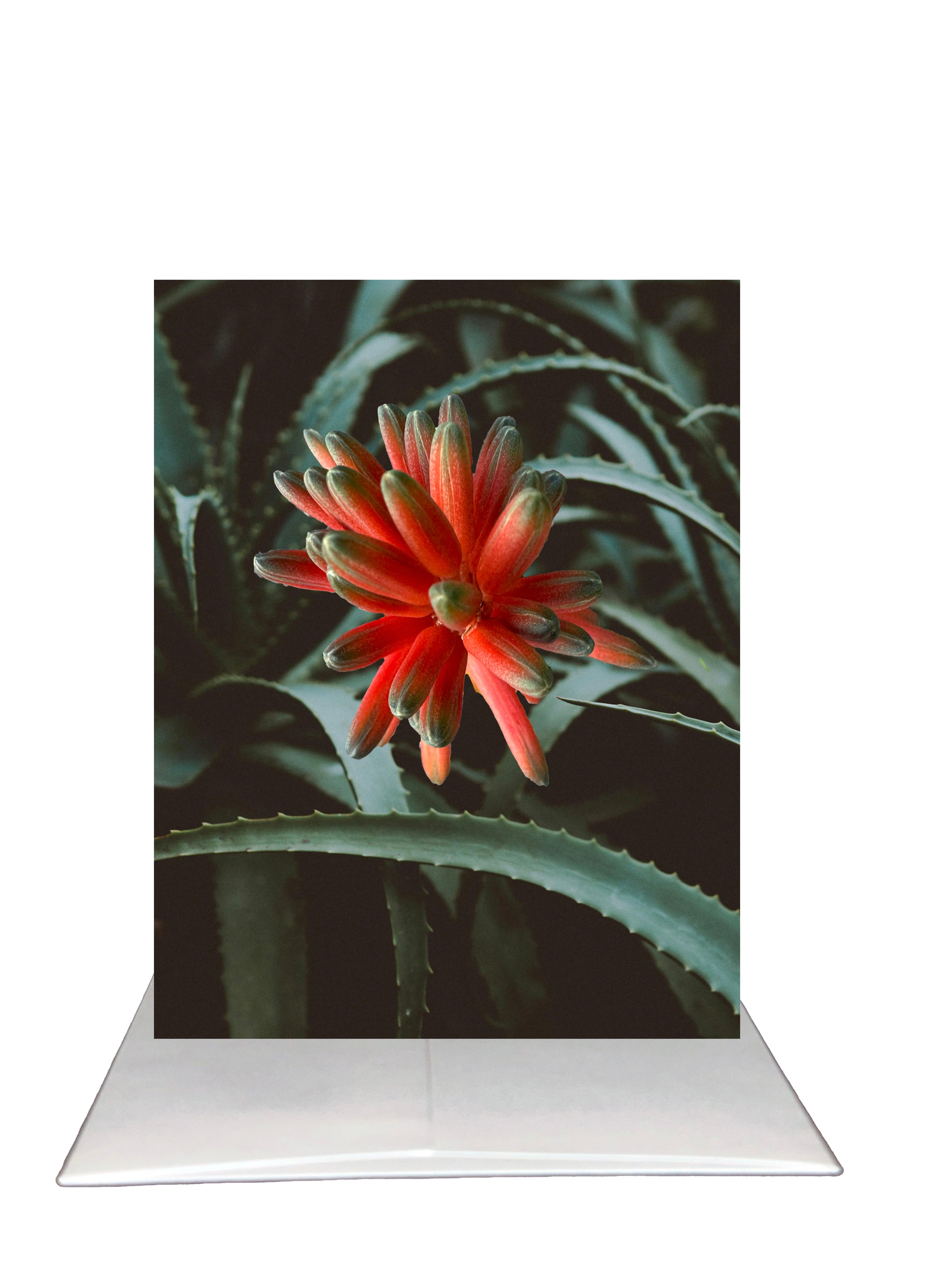 Thank You! - Arizona Desert Flower