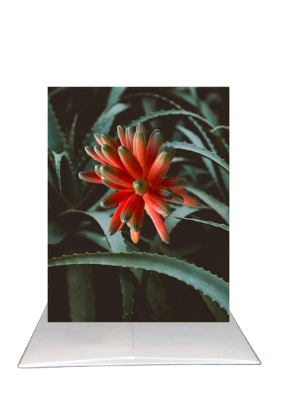 Bardz "Thank You" Box - Get all 6 in this Collection - 15% per card discount applied to price