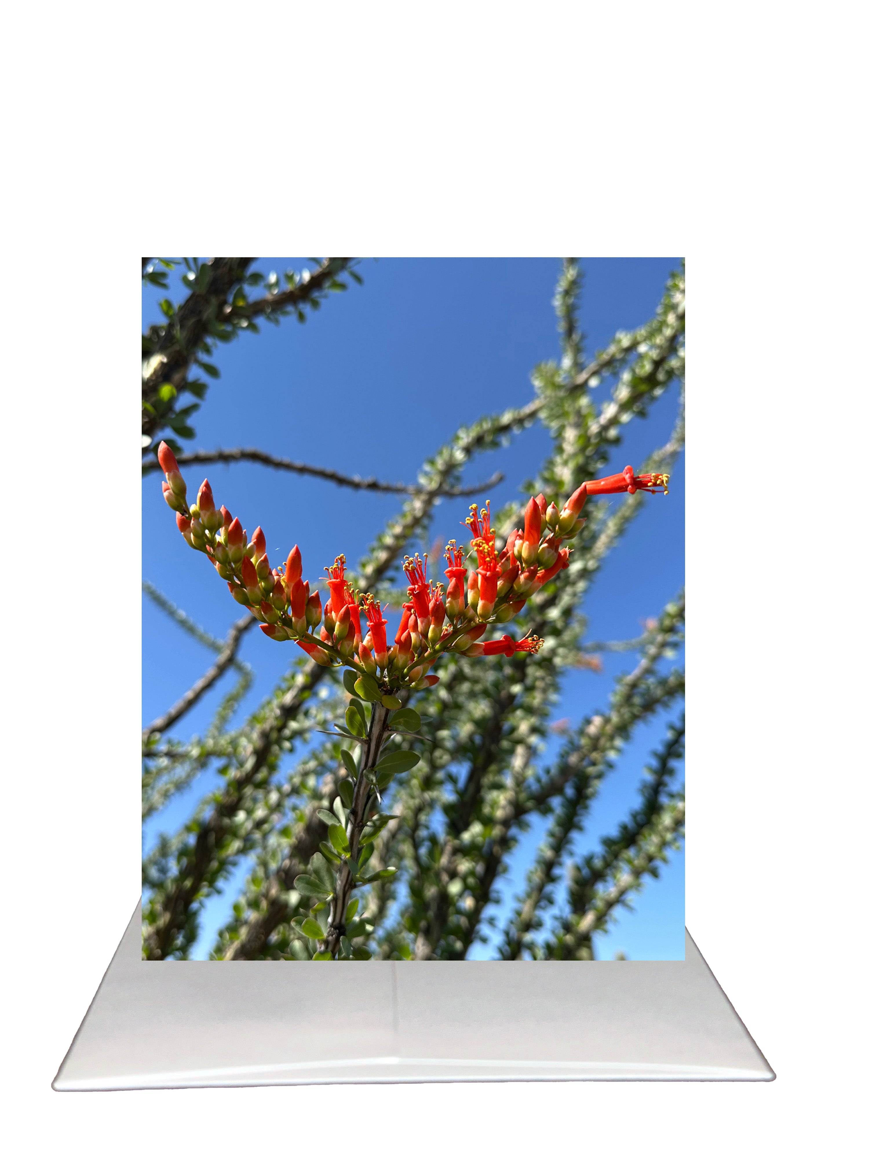 I'm Forever Grateful!- Arizona Desert Flower
