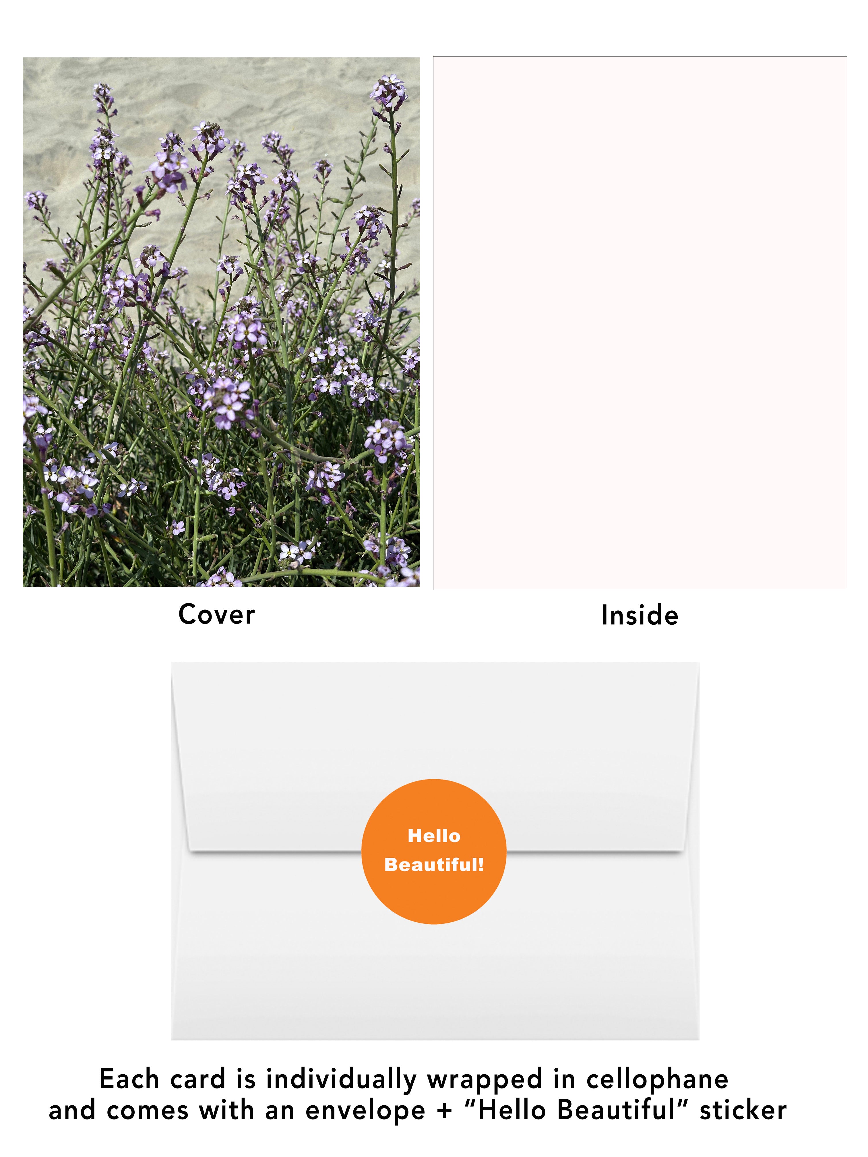 Purple wildflowers growing in soft beach sand on the San Diego Blooms #2 greeting card by BARDZ.  Visual of card front and inside, envelope and envelope hello beautiful sticker