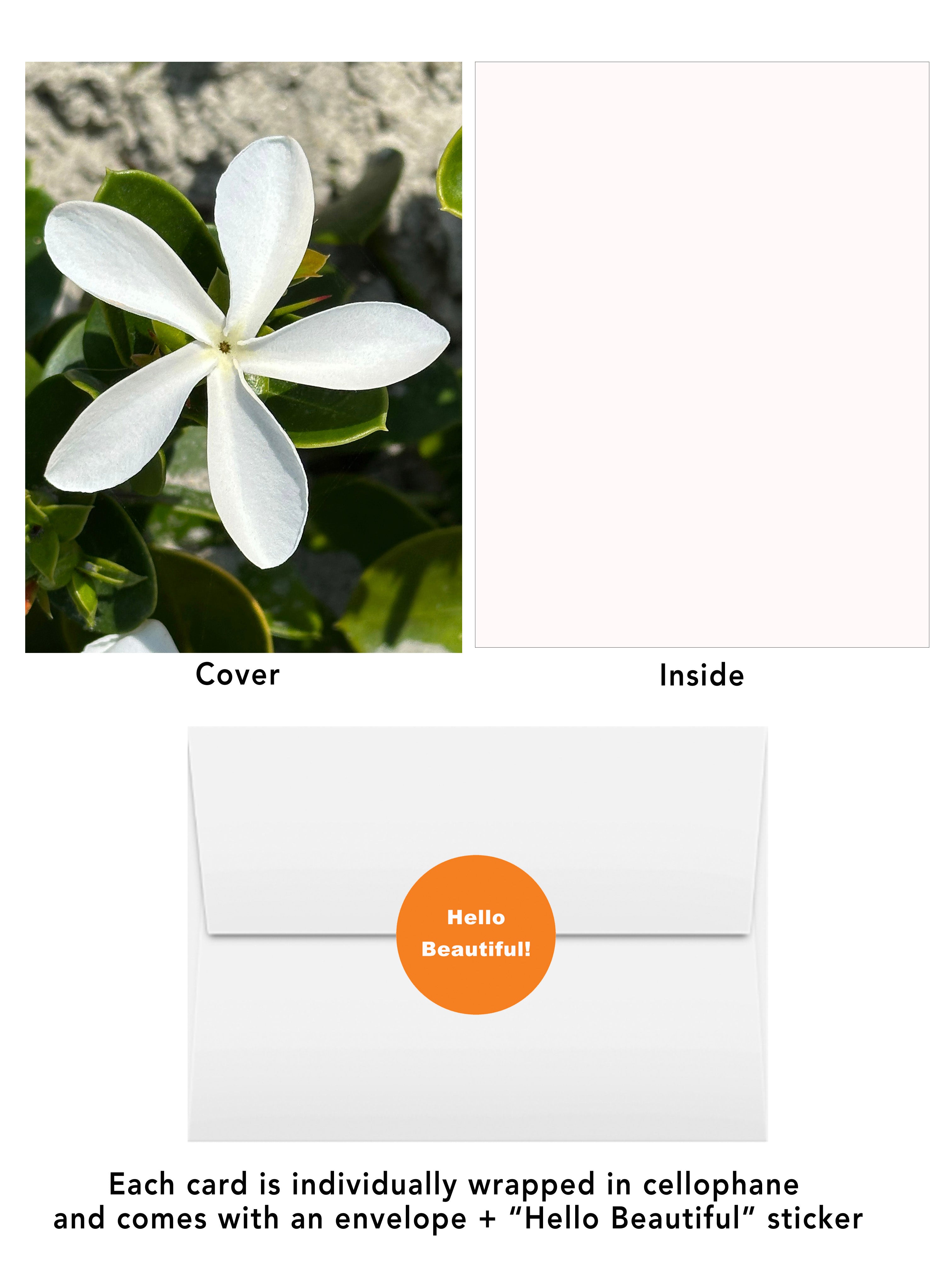 White flower on green leaves and soft sand background from the San Diego Blooms #4 greeting card by BARDZ.  Visual of card cover, inside, envelope, hello beautiful envelope sticker