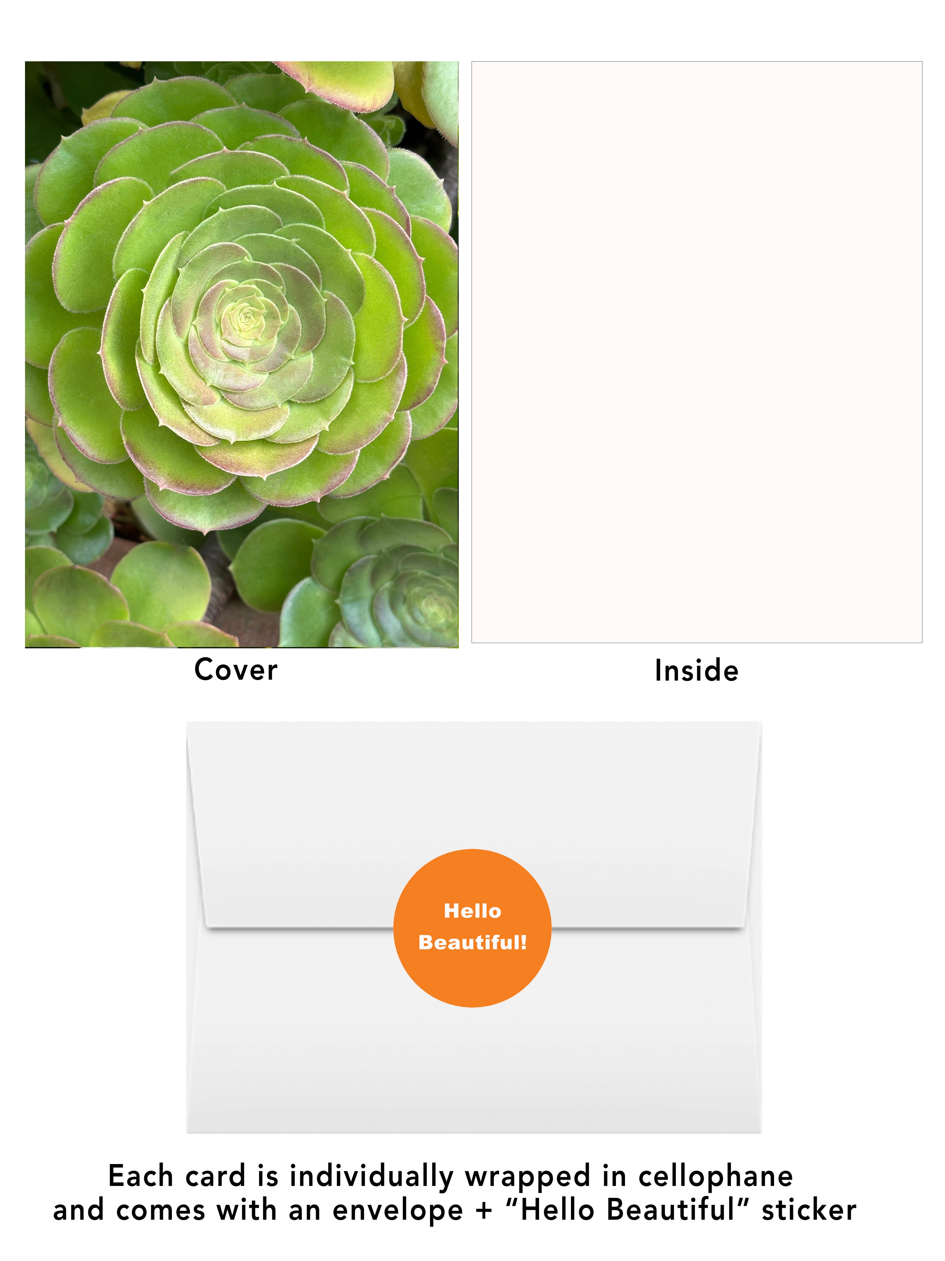 Close-up of green succulent with pink edges on the San Diego Blooms #5 greeting card by BARDZ.  Visual of card, cover, inside, envelope, and hello beautiful envelope sticker.