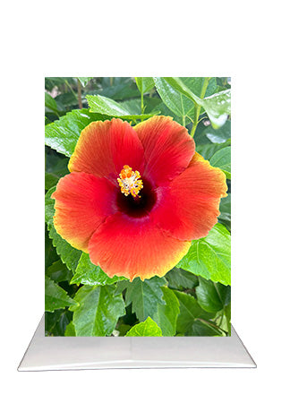 Tropical Hibiscus Greeting Card | Blank Inside Floral Card | Naples Florida Photography