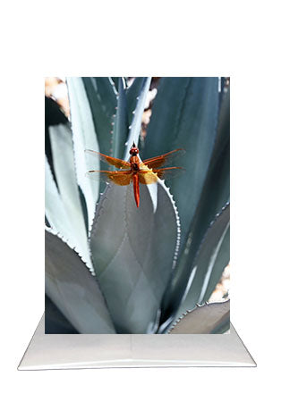 Dragonfly Greeting Card | Agave Photography Card | Blank Inside Nature Card