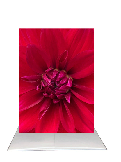 Close-up of a vibrant red flower on a white background.  Visual is a copy of the cover, inside, envelope and hello beautiful sticker.