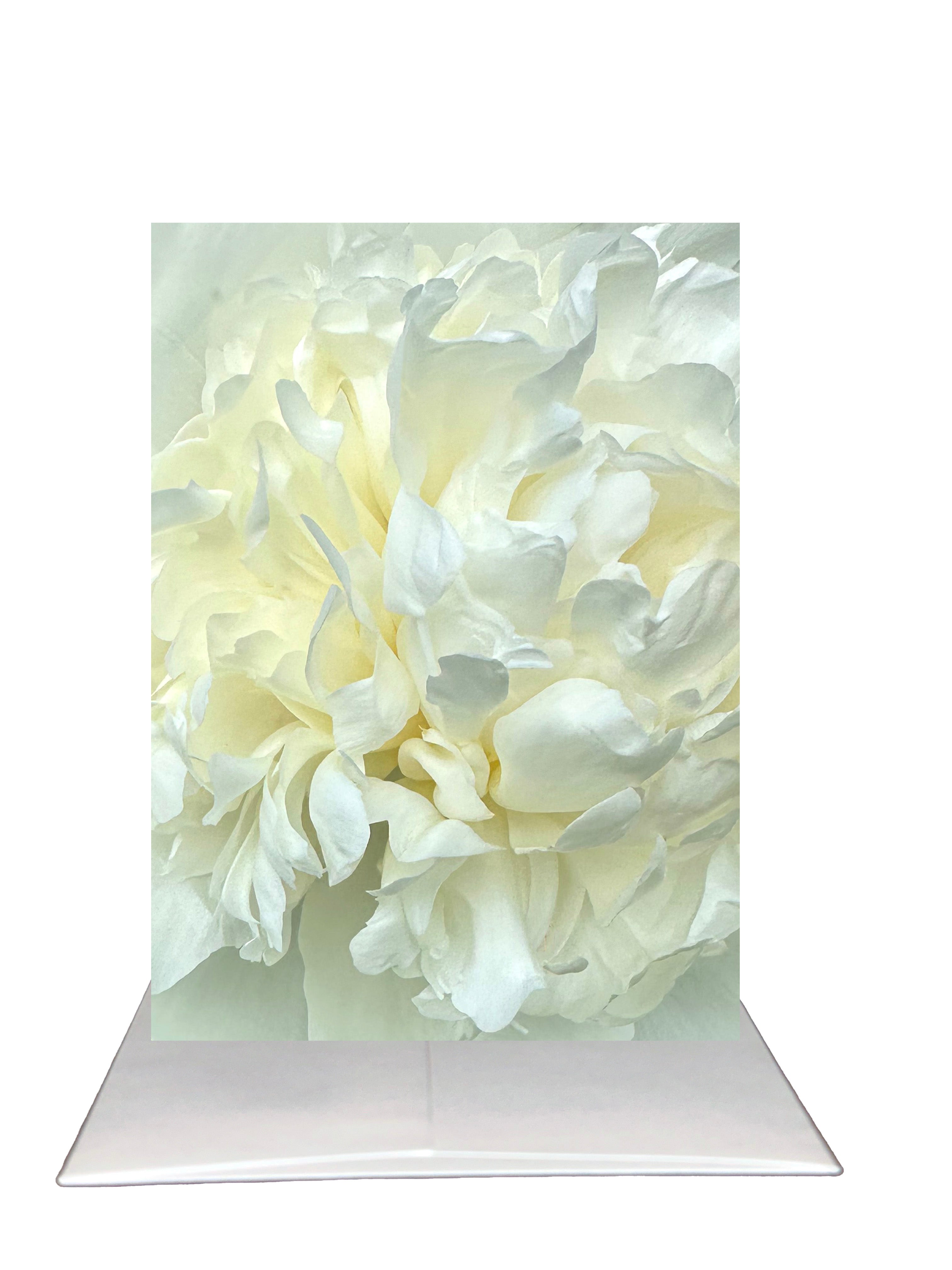 New Release - Bardz "Brilliant Blank Inside" Box - Get all 7 cards in this collection - 20% per card discount applied to price