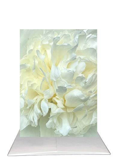 New Release - Bardz "Brilliant Blank Inside" Box - Get all 7 cards in this collection - 20% per card discount applied to price