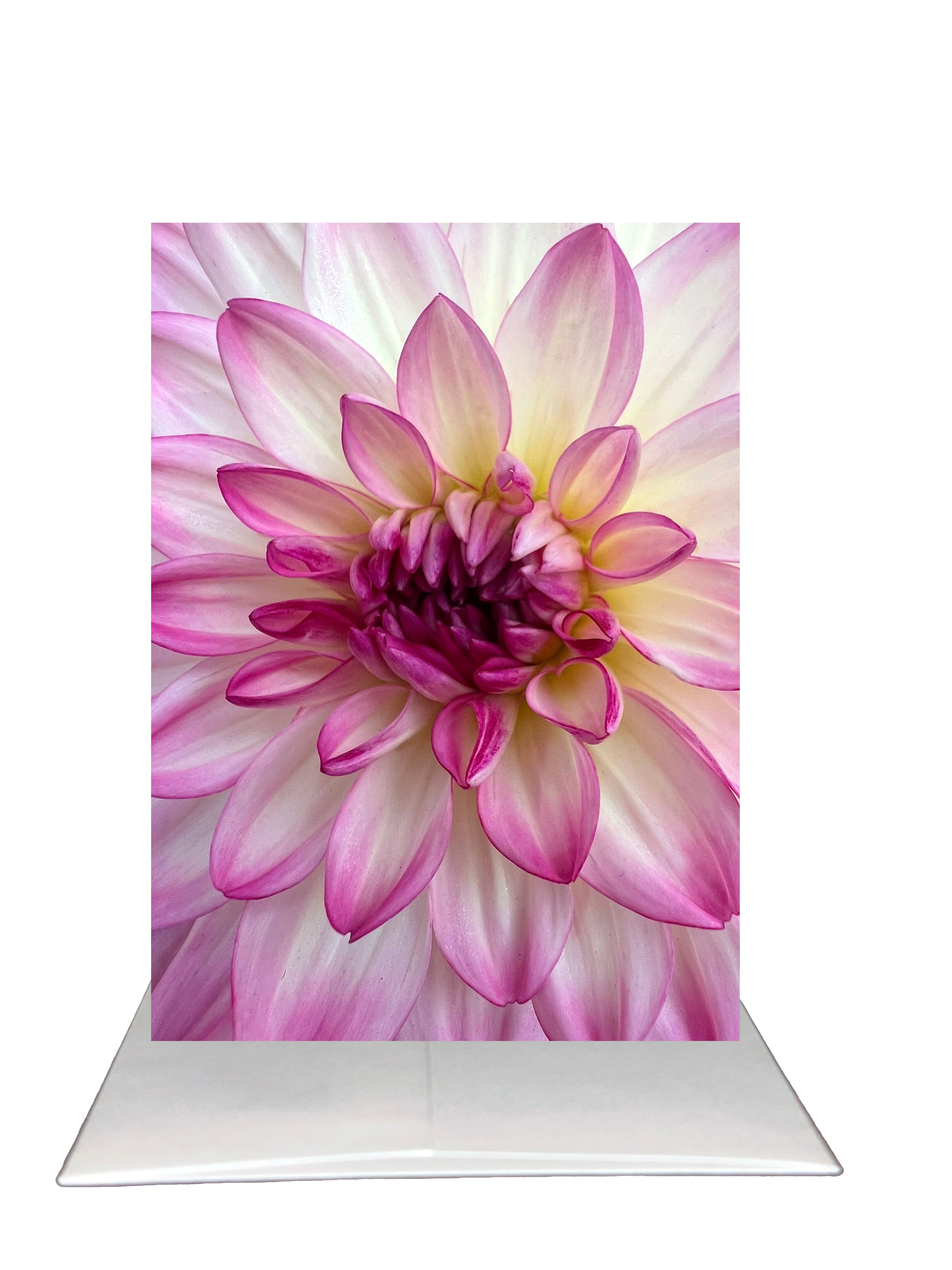 New Release - Bardz "Brilliant Blank Inside" Box - Get all 7 cards in this collection - 20% per card discount applied to price