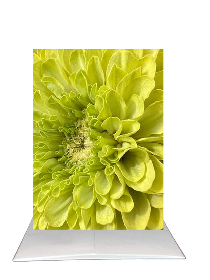 New Release - Bardz "Brilliant Blank Inside" Box - Get all 7 cards in this collection - 20% per card discount applied to price