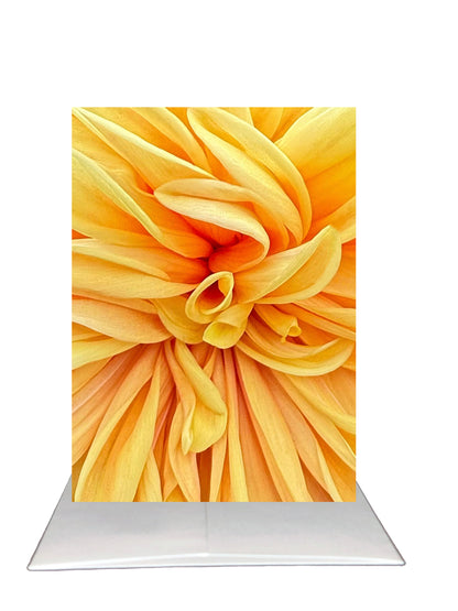 New Release - Bardz "Brilliant Blank Inside" Box - Get all 7 cards in this collection - 20% per card discount applied to price