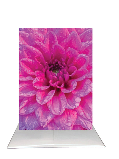 New Release - Bardz "Brilliant Blank Inside" Box - Get all 7 cards in this collection - 20% per card discount applied to price