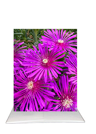 Purple Ice Plant Greeting Card | Blank Inside Floral Card | Scottsdale Arizona Photography