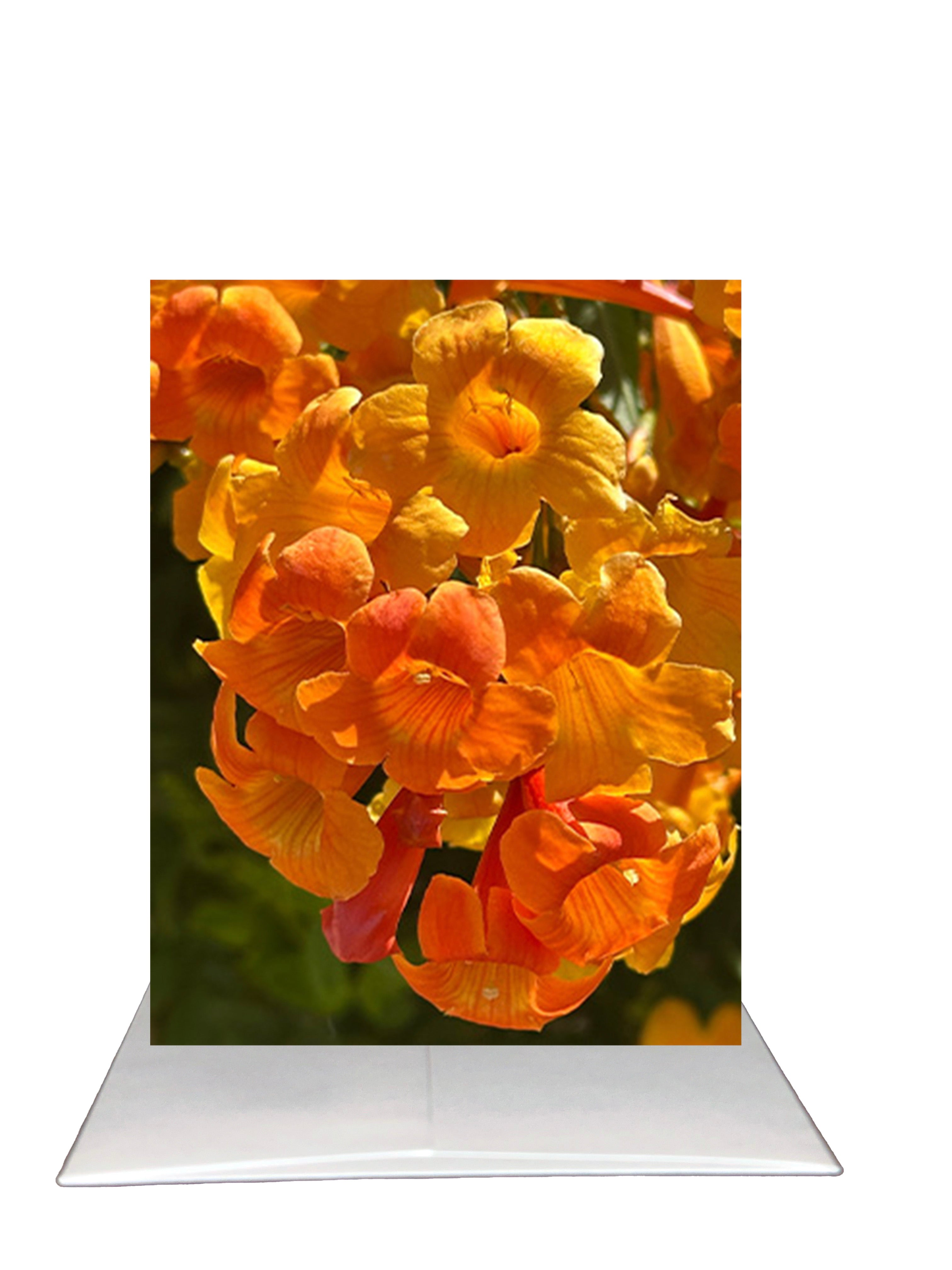 a.  Many Thanks - Arizona Desert Flower