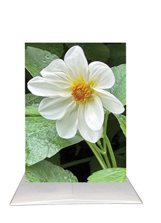 Bardz "Beautiful Sentiments" Box - Get all 8 in this Collection. - 20% per card discount applied to price