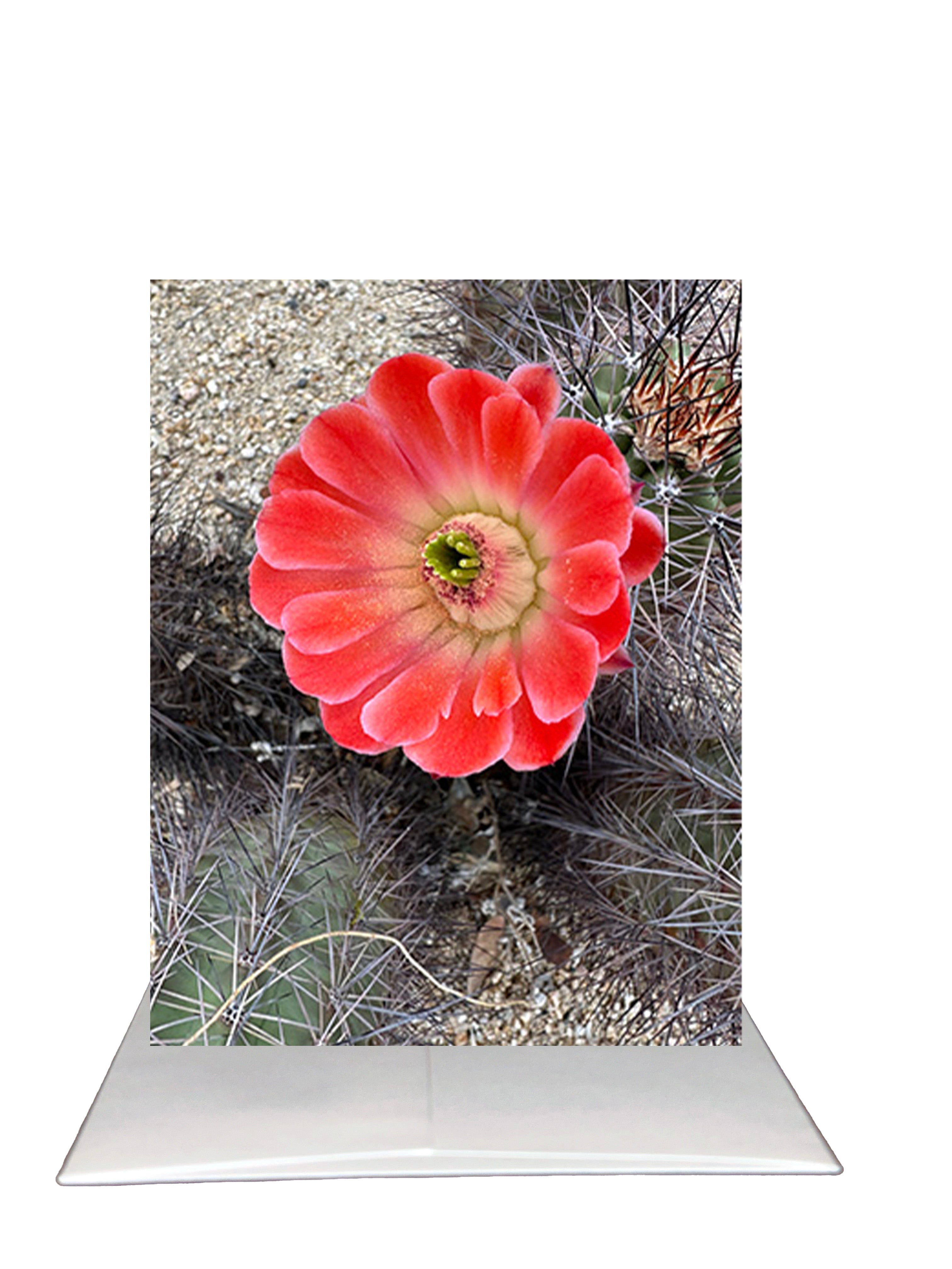 Thanks A Million. - Arizona Desert Flower