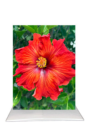 Red Tropical Hibiscus Greeting Card | San Diego Photography | Blank Inside Floral Card