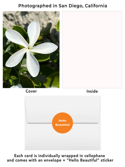 Natal Plum blossom greeting card featuring original flower photography captured in San Diego California.  Visual of cover, inside, envelope and hello beautiful sticker.  White blossom greeting card
Natal plum flower photography
San Diego flower card
Blank inside floral card
Flower lover gift
Botanical stationery
California flower photography