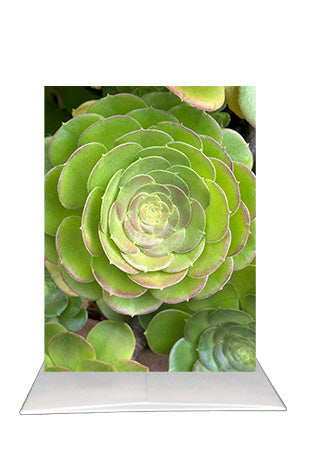Succulent Greeting Card | San Diego Photography | Blank Inside Botanical Card