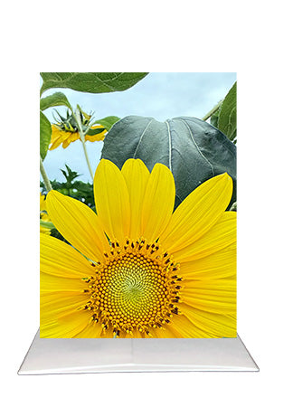 Sunflower Greeting Card | Blank Inside Floral Card | Vietnam Photography