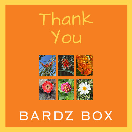 BARDZ thank-you card box set of 6 with premium cardstock.  Close up of 6 modern card cover photography  