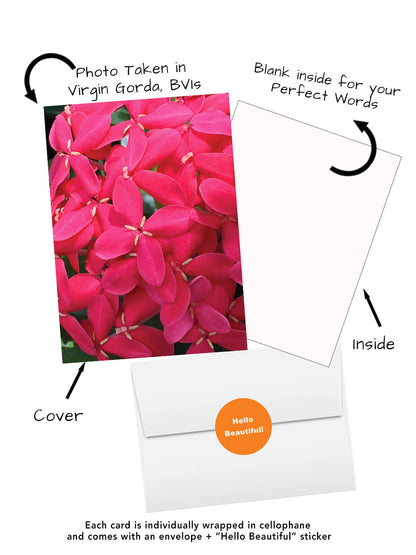Elegant Blossoms of the World | 24 Floral Greeting Cards from Around the World | Free Shipping