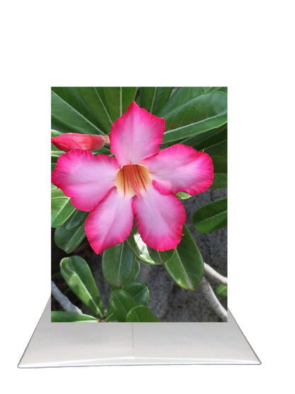 Pink Desert Rose Greeting Card | Blank Inside Floral Card | British Virgin Islands Photography