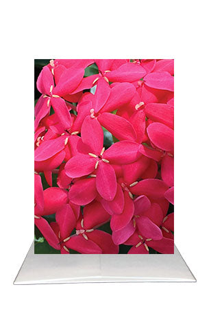 Bardz "Beautiful Sentiments" Box - Get all 8 in this Collection. - 20% per card discount applied to price
