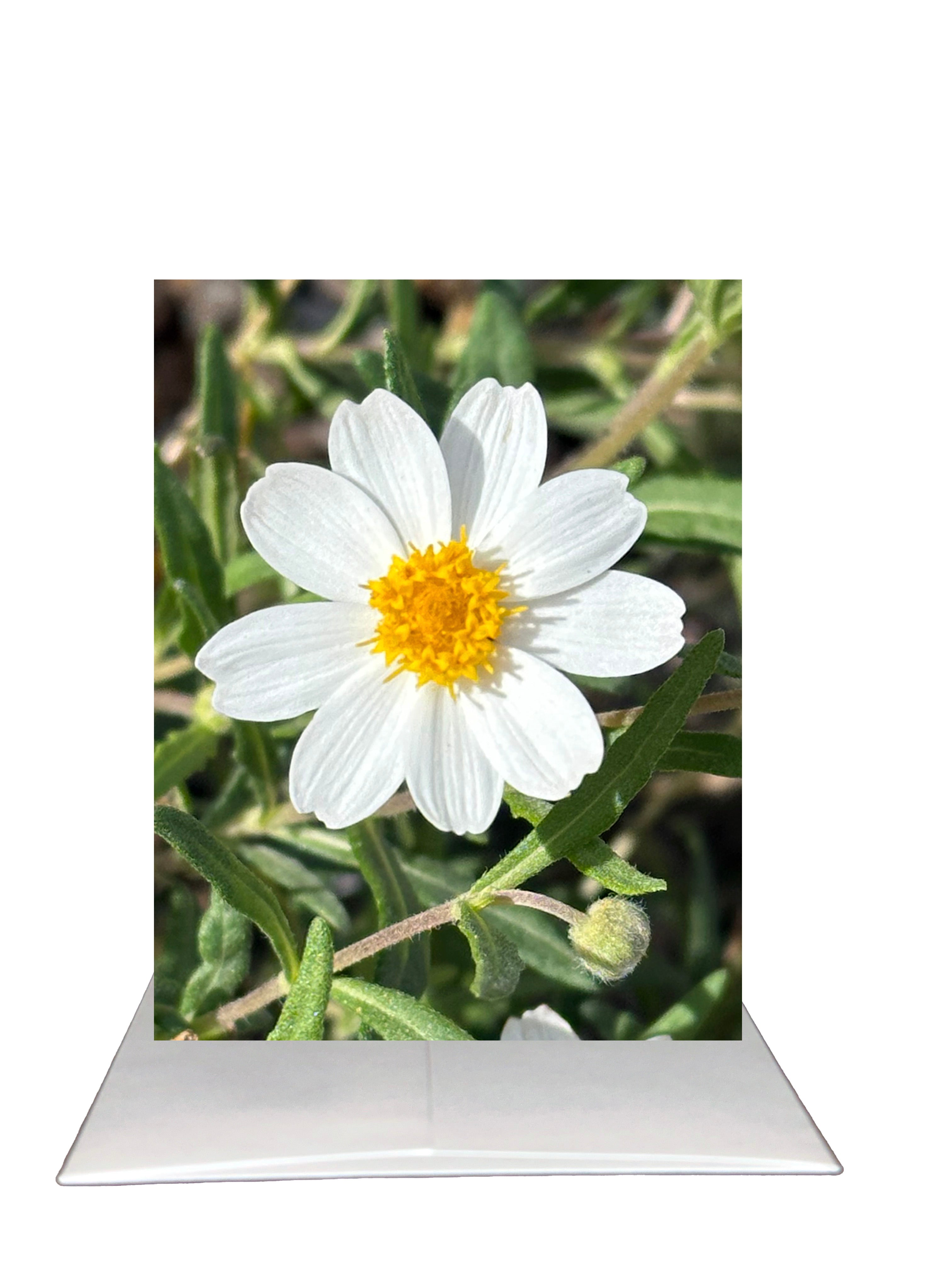 Bardz "Thank You" Box - Get all 6 in this Collection - 15% per card discount applied to price