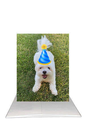 Bardz "Say Happy Birthday" Box - Get all 6 pup cards in this collection - 15% per card discount applied to price