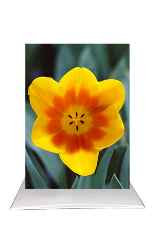 Yellow Tulip Greeting Card | Blank Inside Floral Card | Scottsdale Arizona Photography