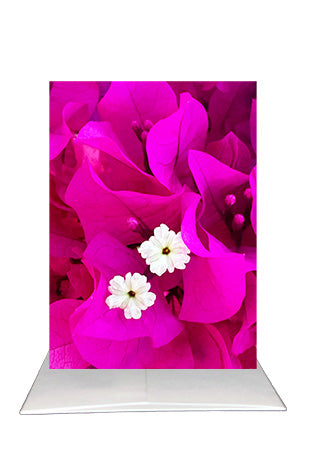 Bougainvillea Greeting Card | Blank Inside Floral Card | Scottsdale Arizona Photography
